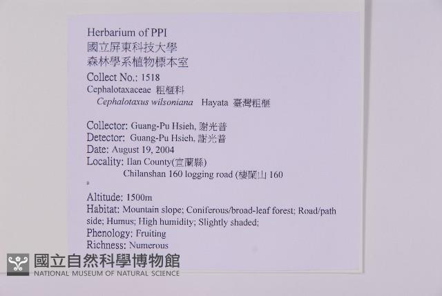 臺灣粗榧、台灣三尖杉藏品圖，第2張