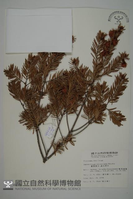 Taiesn douglas fir Collection Image, Figure 1, Total 5 Figures