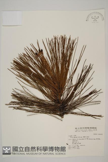 臺灣二葉松藏品圖，第1張