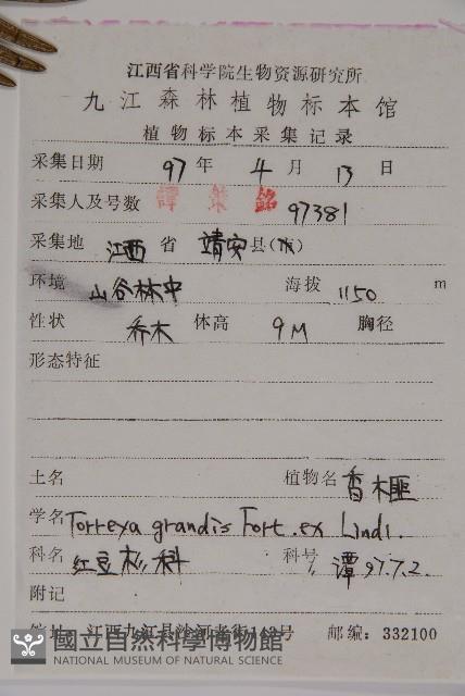 香榧藏品圖，第2張