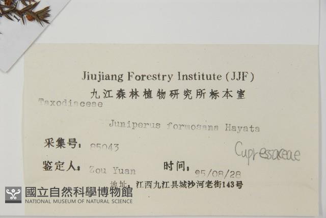 刺柏藏品圖，第2張