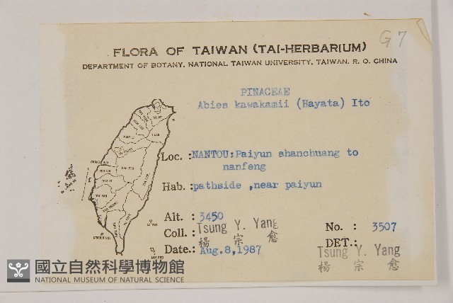 臺灣冷杉藏品圖，第2張