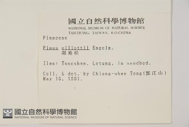 濕地松藏品圖，第2張