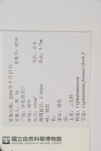 三尖杉藏品圖，第2張