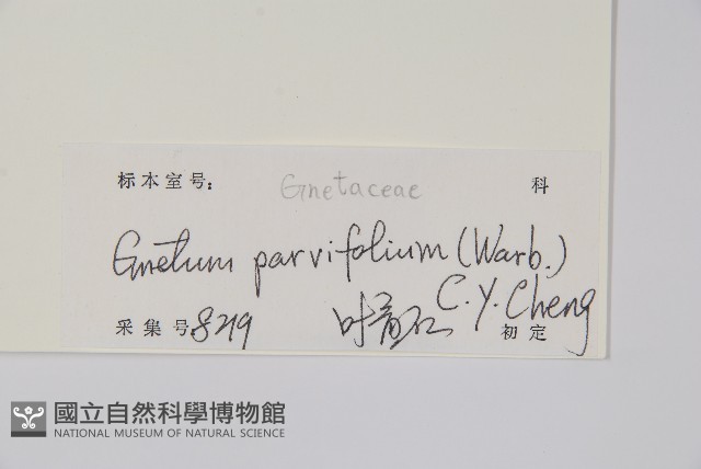 小葉買麻藤藏品圖，第2張