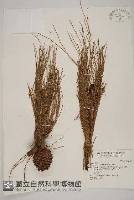 臺灣二葉松藏品圖，第1張