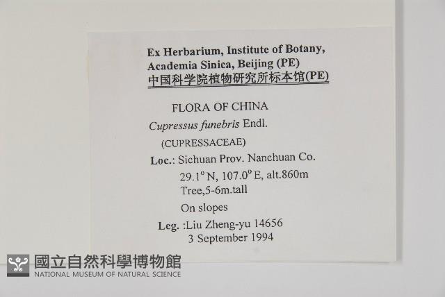 柏木、柏樹藏品圖，第2張