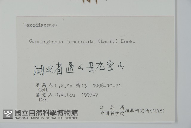 杉木藏品圖，第2張