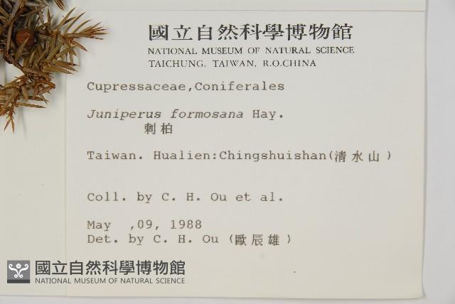 刺柏藏品圖，第2張