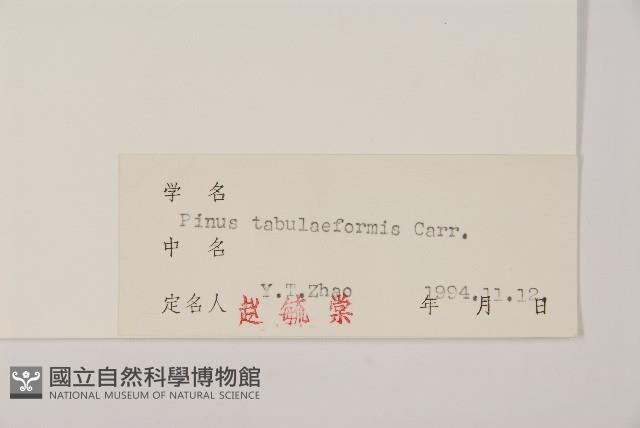 油松藏品圖，第2張