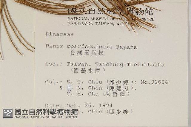 臺灣五葉松藏品圖，第2張