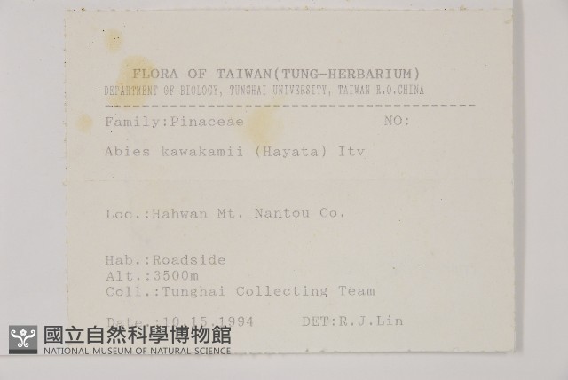 臺灣冷杉藏品圖，第2張