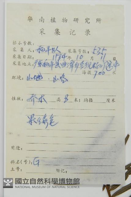 三尖杉藏品圖，第2張