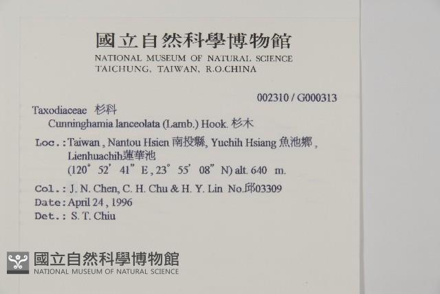 杉木藏品圖，第2張