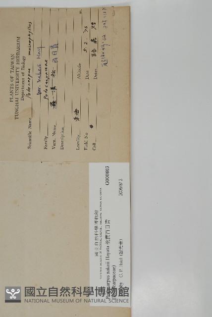 桃實百日青藏品圖，第2張