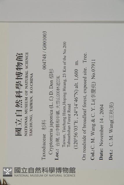 柳杉藏品圖，第2張