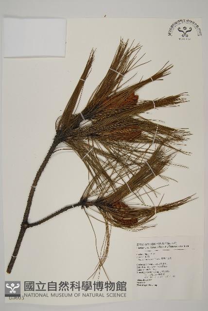 臺灣二葉松藏品圖，第1張