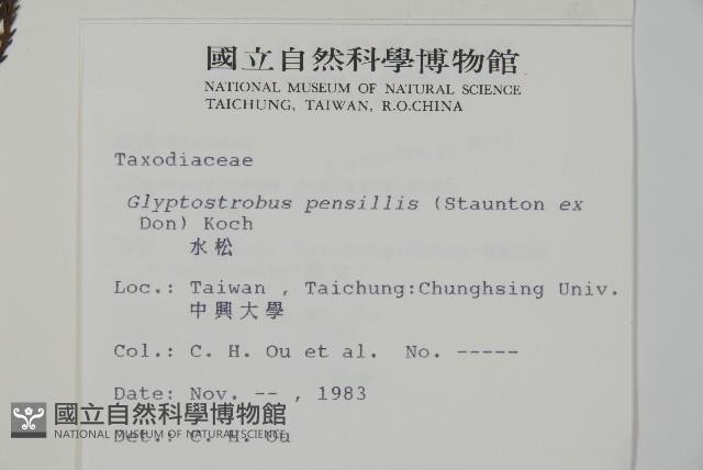 水松、廣東杉藏品圖，第2張
