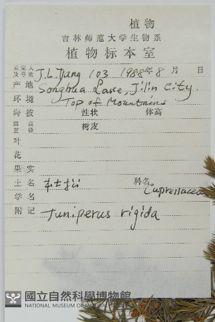 杜松藏品圖，第2張