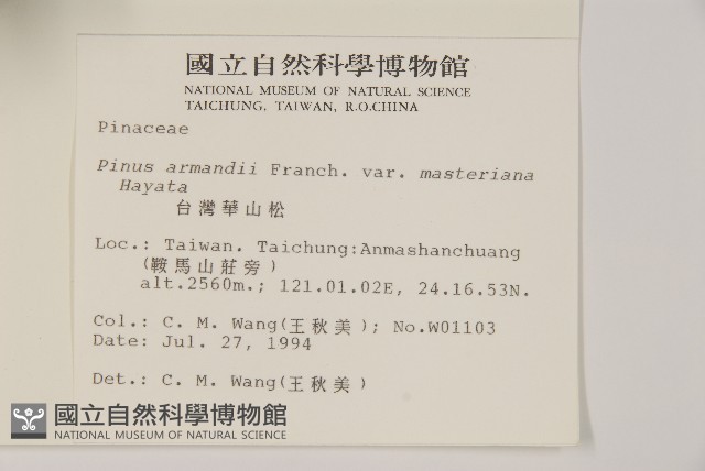 臺灣華山松藏品圖，第2張