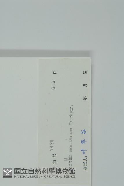 買麻藤藏品圖，第2張