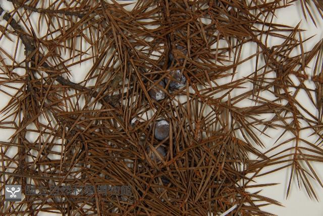 杜松藏品圖，第2張