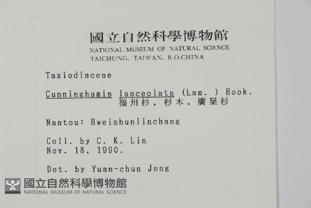 杉木藏品圖，第2張