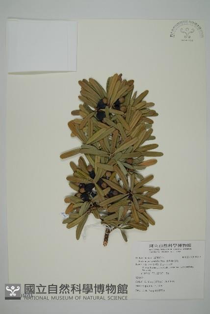 蘭嶼羅漢松藏品圖，第1張