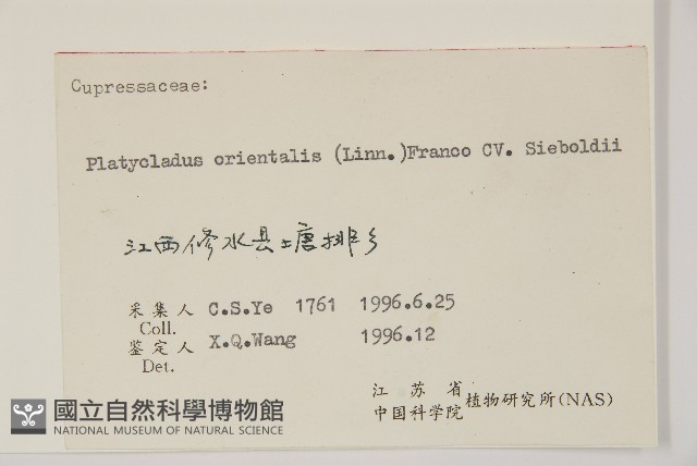 側柏藏品圖，第2張