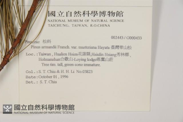 臺灣華山松藏品圖，第2張
