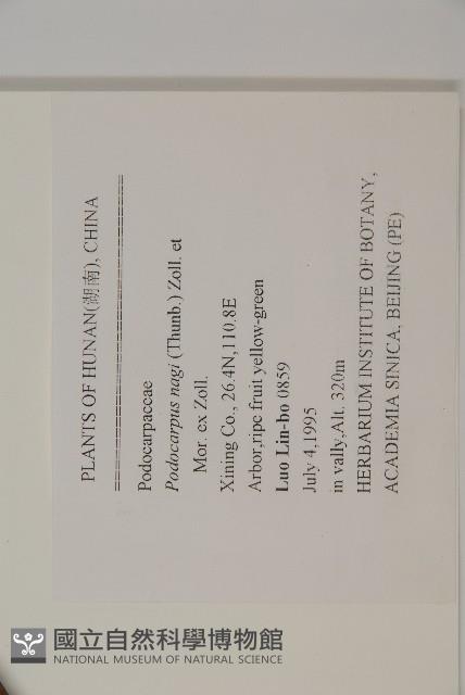 竹柏藏品圖，第2張