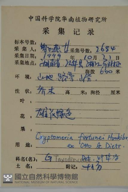 柳杉藏品圖，第2張