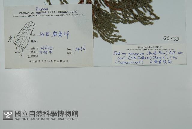 小果垂枝柏藏品圖，第2張