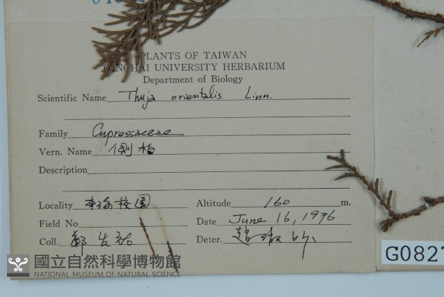 側柏藏品圖，第2張