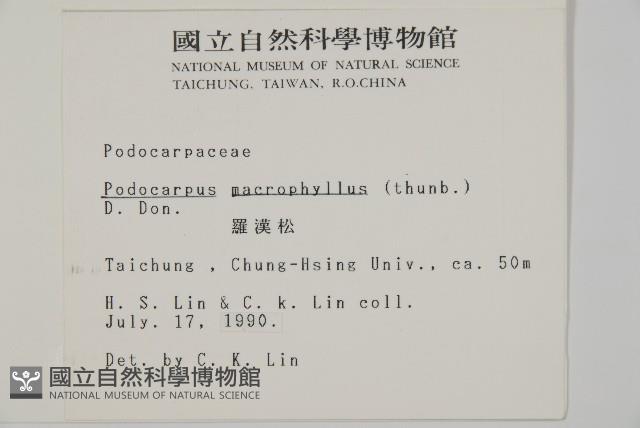 大葉羅漢松藏品圖，第2張