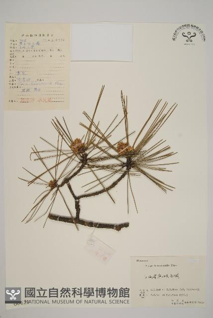 臺灣二葉松藏品圖，第1張