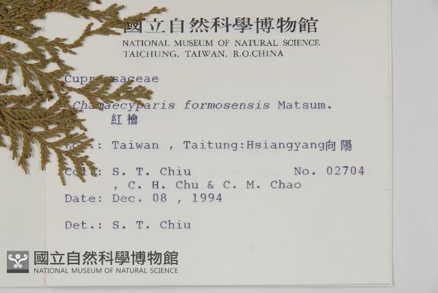 紅檜藏品圖，第2張