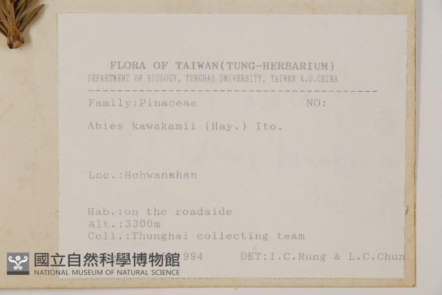 臺灣冷杉藏品圖，第2張