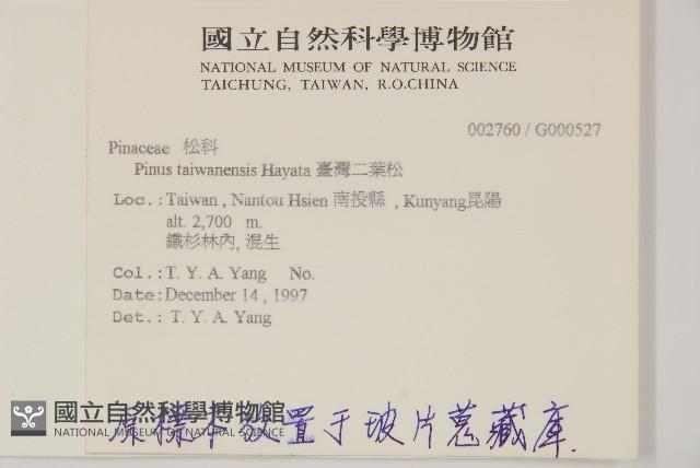 臺灣二葉松藏品圖，第2張