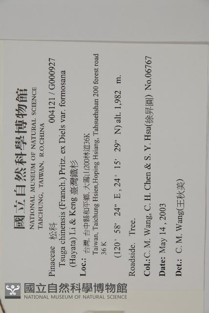 臺灣鐵杉藏品圖，第2張