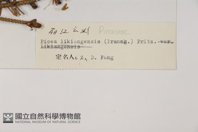 麗江雲杉藏品圖，第2張