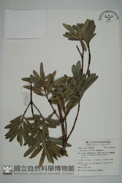 蘭嶼羅漢松藏品圖，第1張