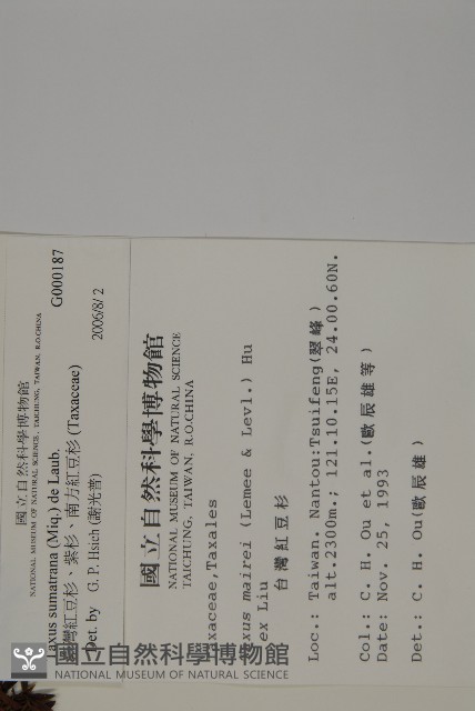 臺灣紅豆杉、紫杉、南方紅豆杉藏品圖，第2張