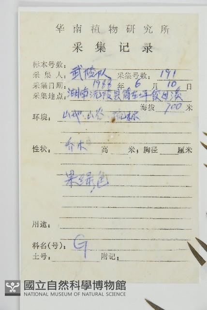 三尖杉藏品圖，第2張