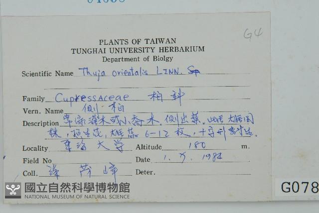 側柏藏品圖，第2張