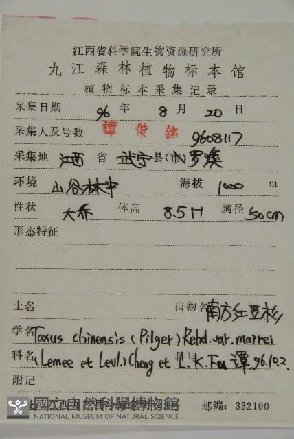 南方紅豆杉藏品圖，第2張