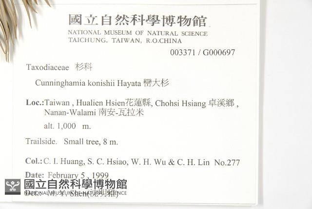 杉木藏品圖，第2張