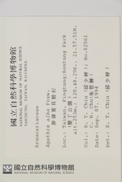 菲律賓貝殼杉藏品圖，第2張
