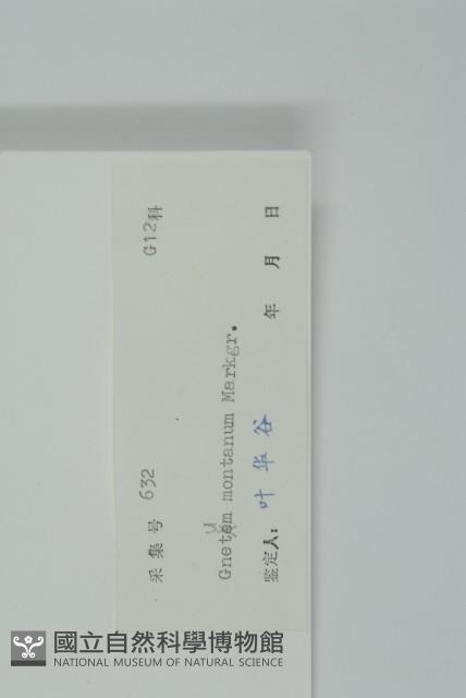 買麻藤藏品圖，第2張