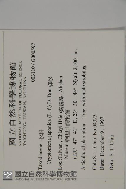 柳杉藏品圖，第2張